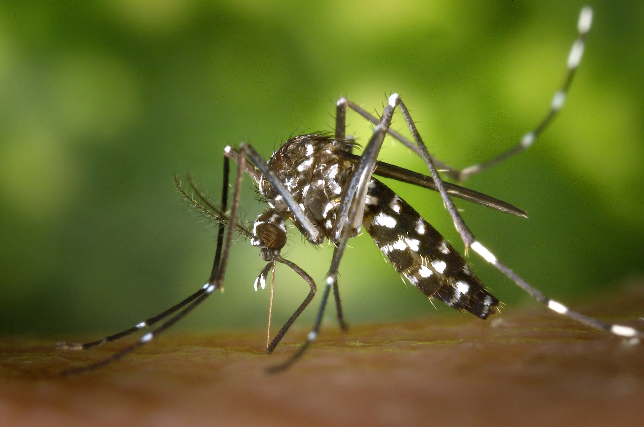 Close-up of an Asian tiger mosquito