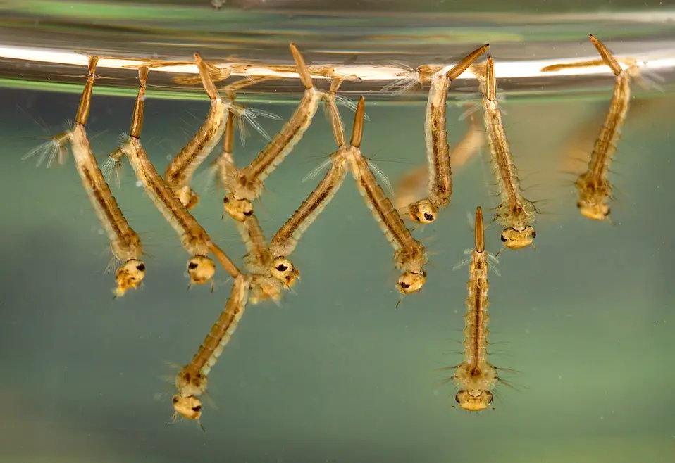 Culex mosquito larvae below the surface of water