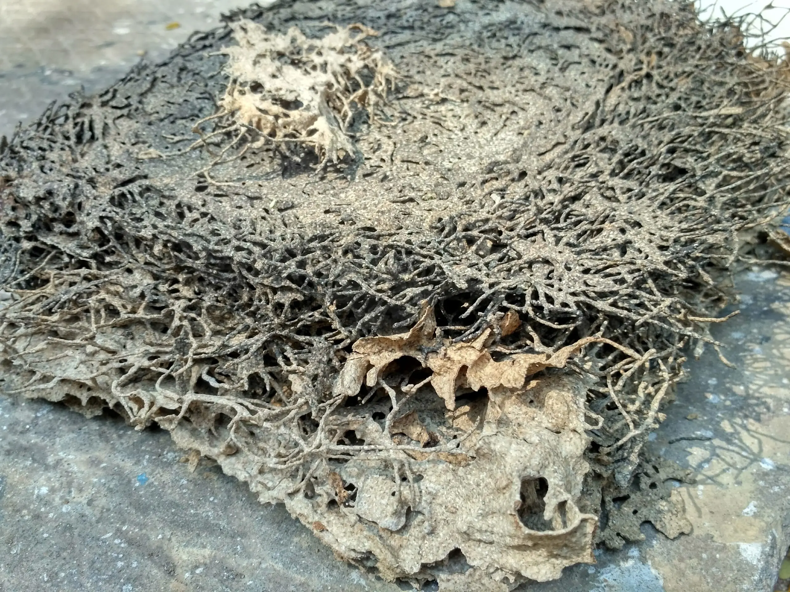 Termite damage visible inside a block of wood